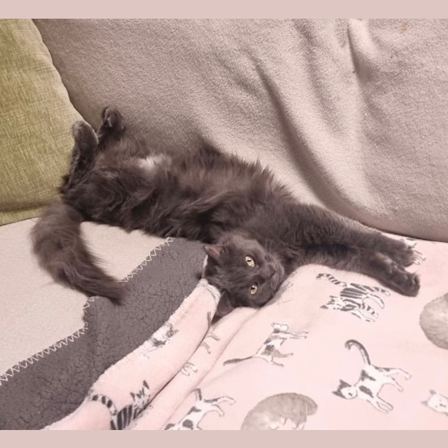 Photo of Luna