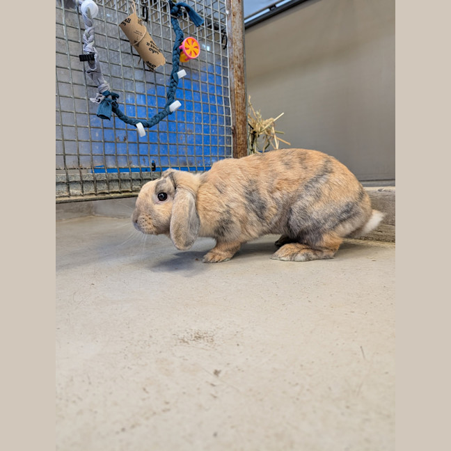 Photo of Miffy