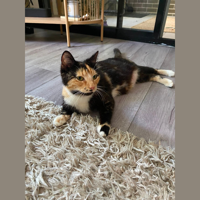Photo of Honey