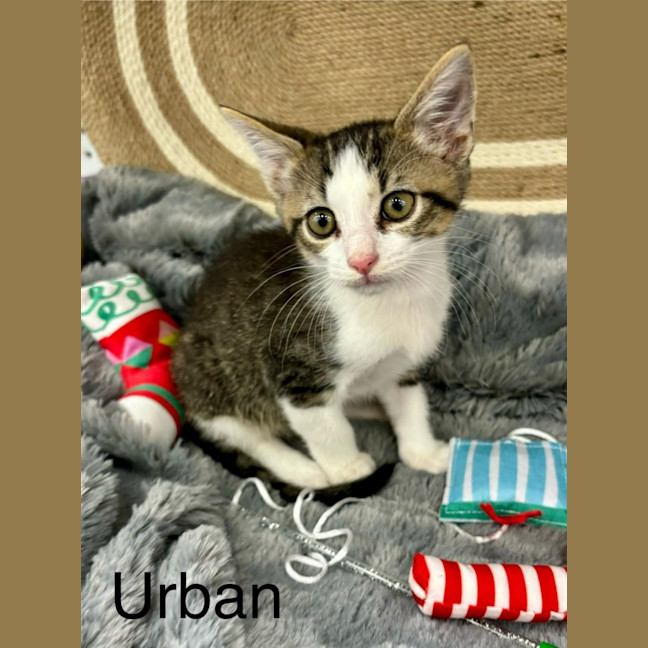 Photo of Urban