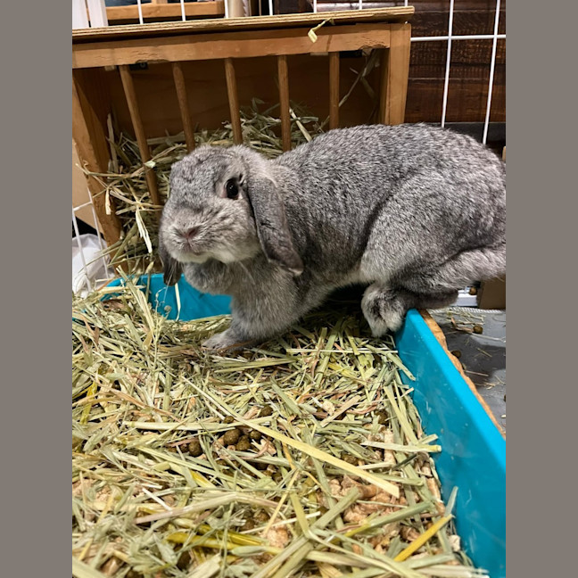 Photo of Smudge With Sooty