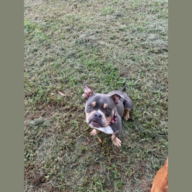 Photo of Nala   1.5 Year Old Bulldog X