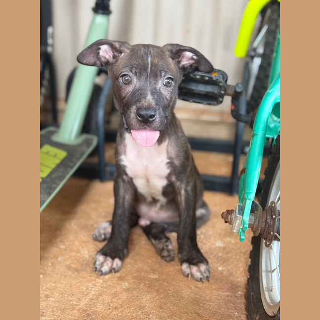 Photo of Tide (Milo)