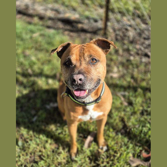Photo of Lucky
