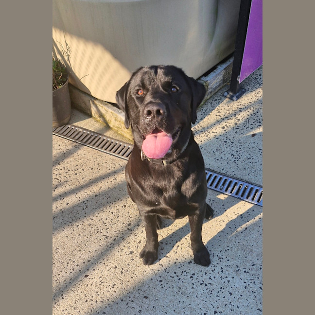 Photo of D1034 Ollie