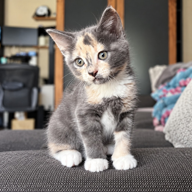Photo of Smoochie