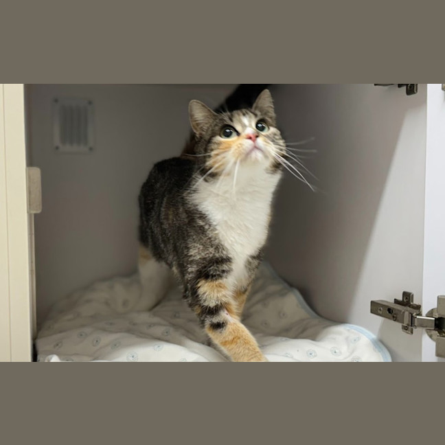 Photo of Stitch