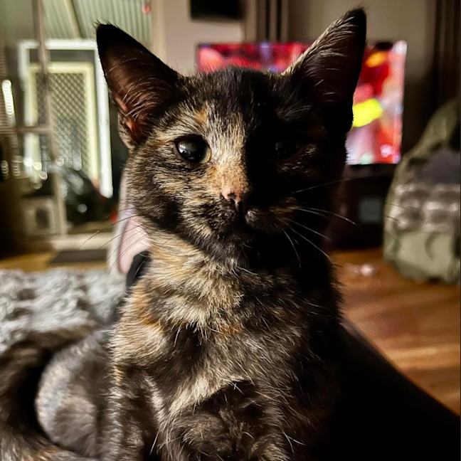 Photo of Skittles