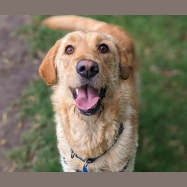 Photo of Honey