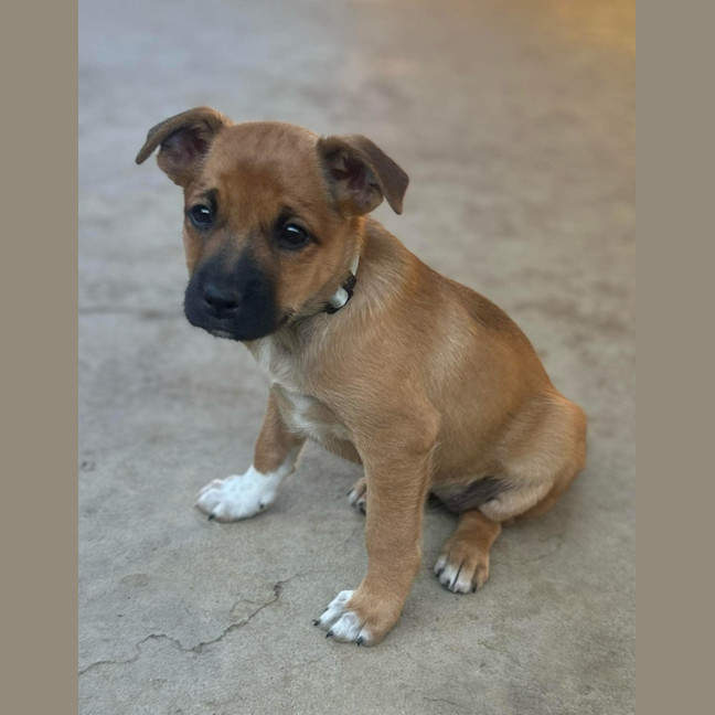 Photo of The Hawaiian Girls!