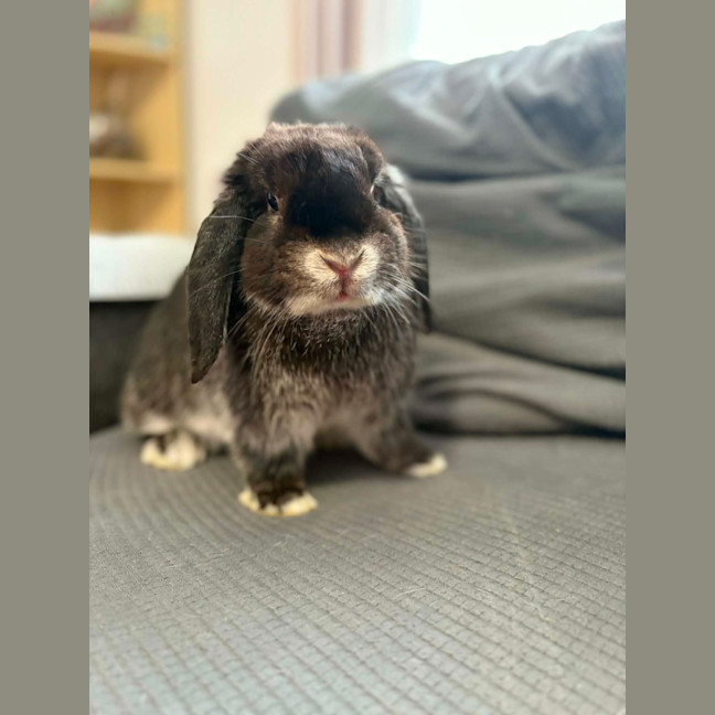 Photo of Lottie