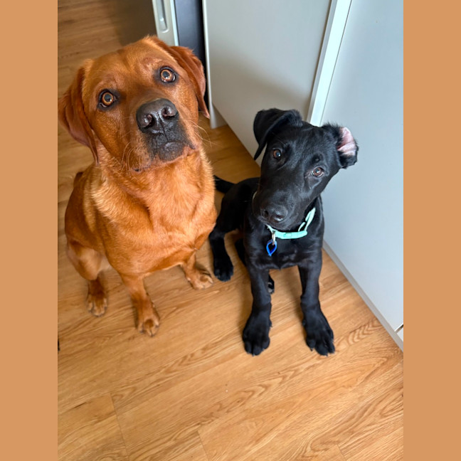 Photo of Oz   5 Month Old German Shepherd X