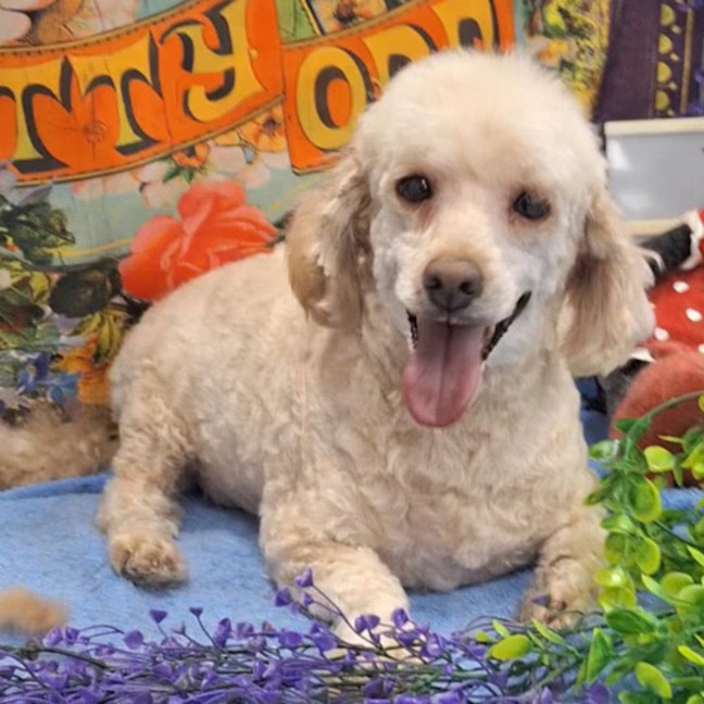 Photo of Molly & Benji