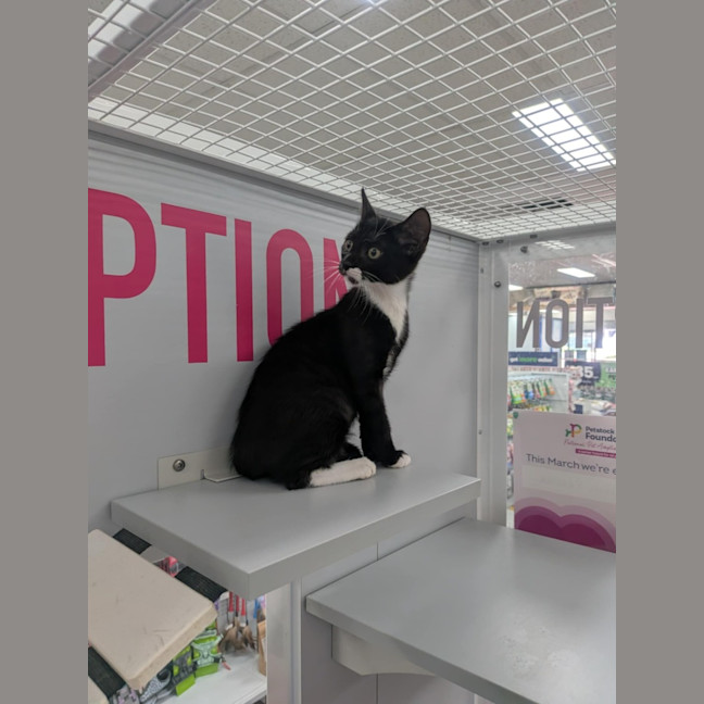 Photo of Hawkeye