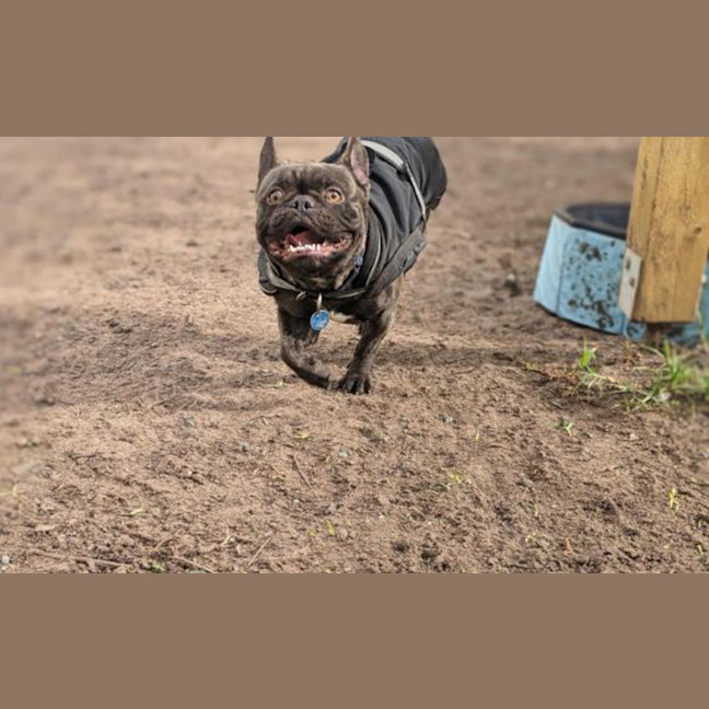 Photo of Meatball 