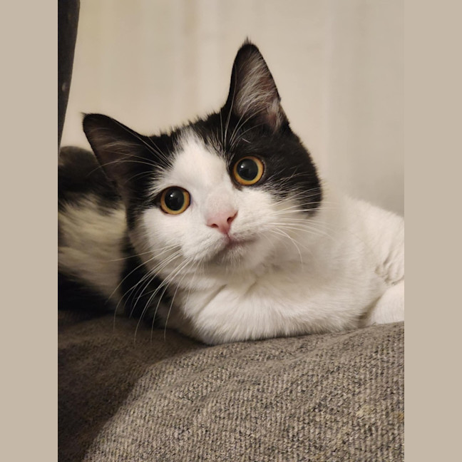 Photo of Sponge   Located In Avondale Heights