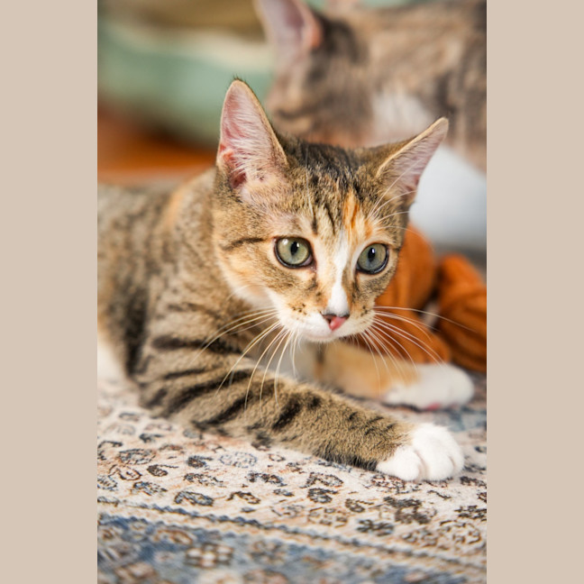 Photo of Elsie