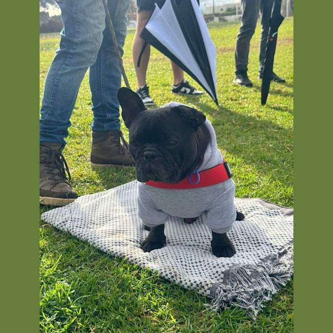 Photo of Vader   5 Year Old French Bulldog