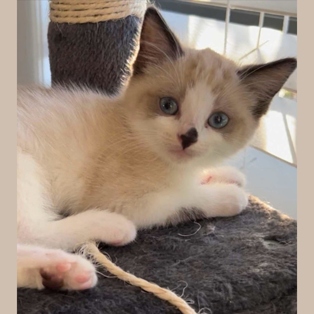 Photo of 🤎 Koby 🤎