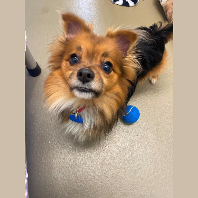 Photo of Bobo