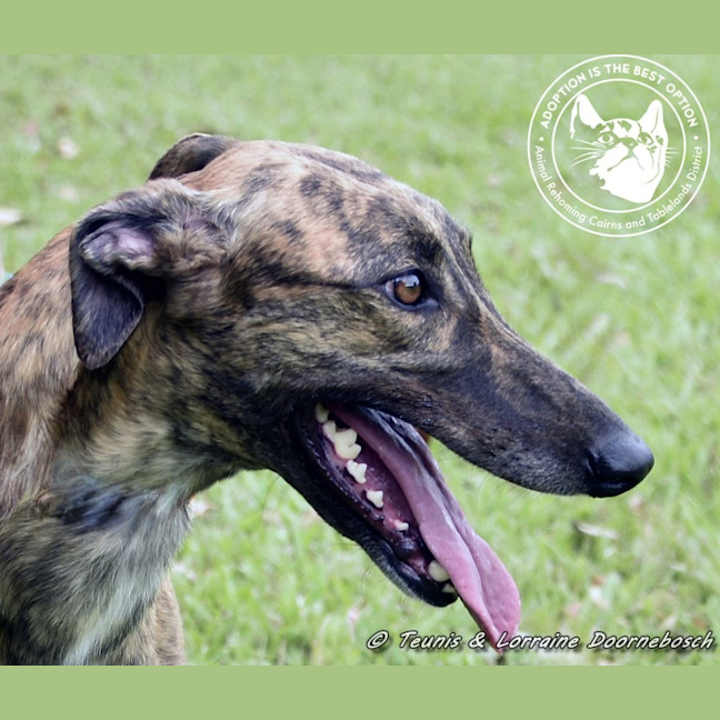 Photo of Rizzo (Racing Name Muppet Central)