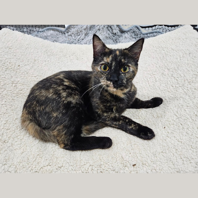 Photo of Rosie