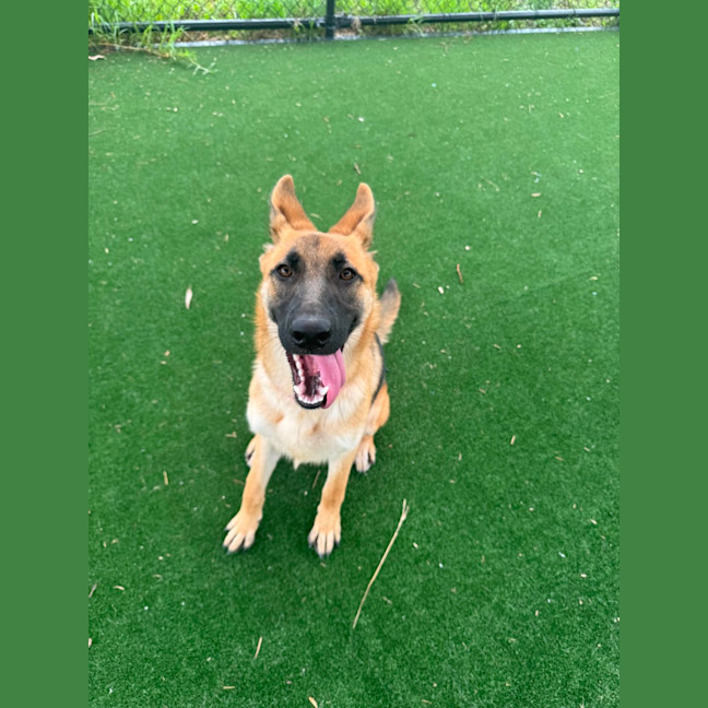 Photo of Dakota Imp 2843