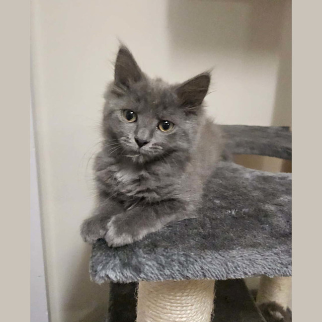 Photo of Mushi (Grey)