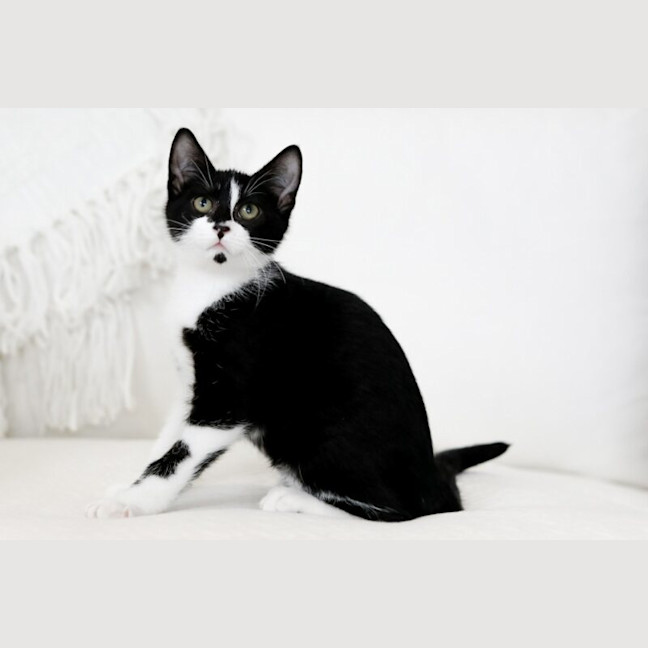 Photo of Ziggy