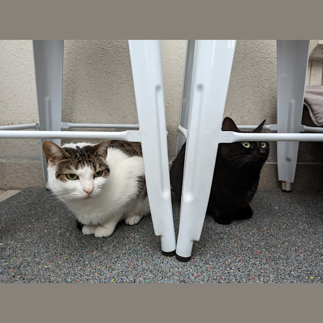 Photo of Tabitha