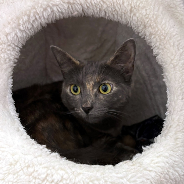 Photo of Princess Cookie Sua013255