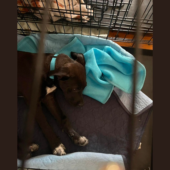 Photo of Socks   3 Month Old Bull Arab X Kelpie