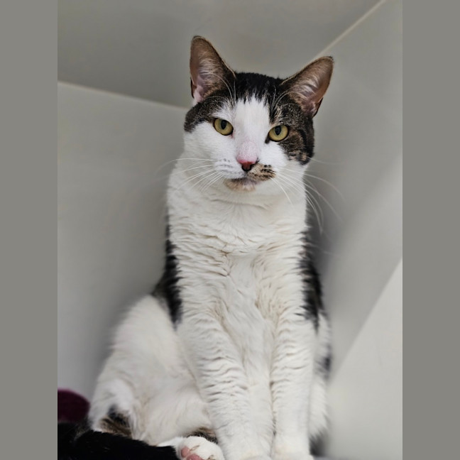 Photo of Smudge