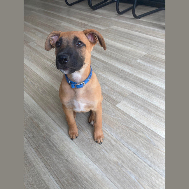Photo of Dixie