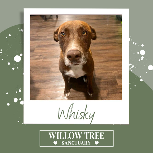 Photo of Whisky