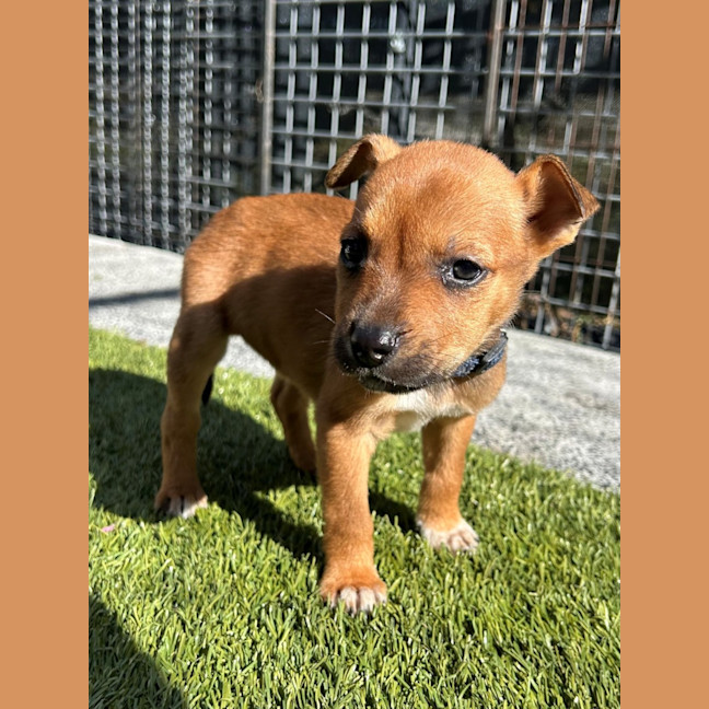 Photo of D1150 Norma