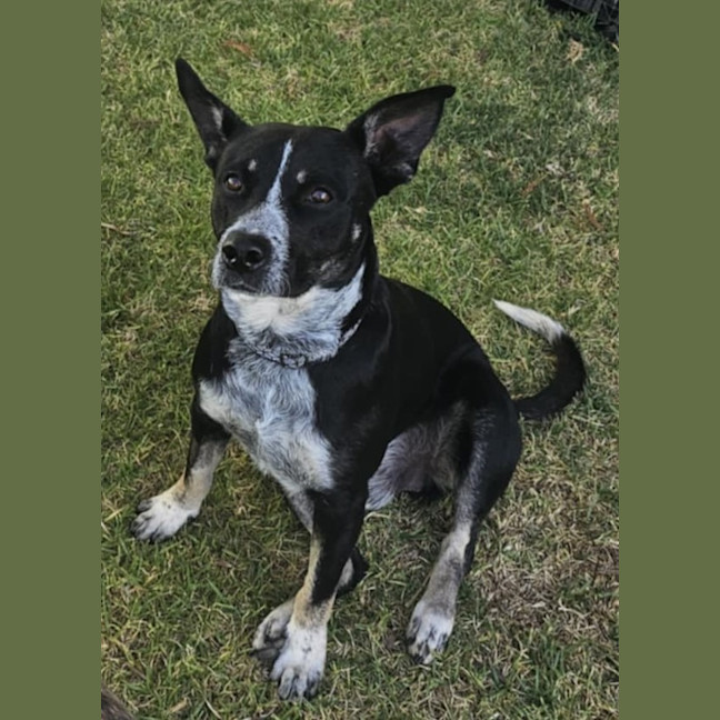 Photo of Oreo
