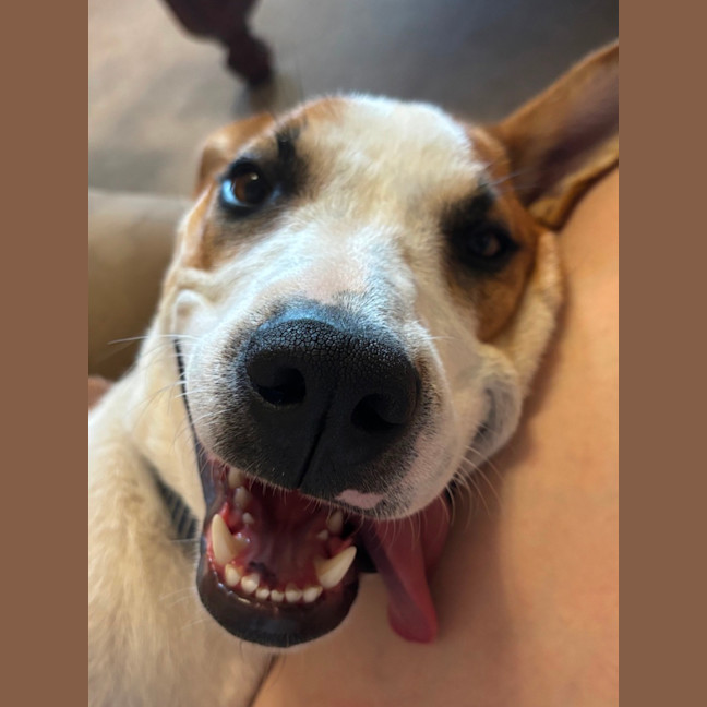 Photo of Harvey 