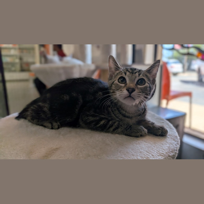 Photo of Fig