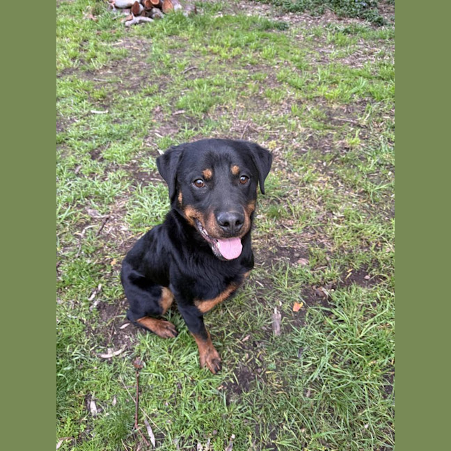 Photo of Bear