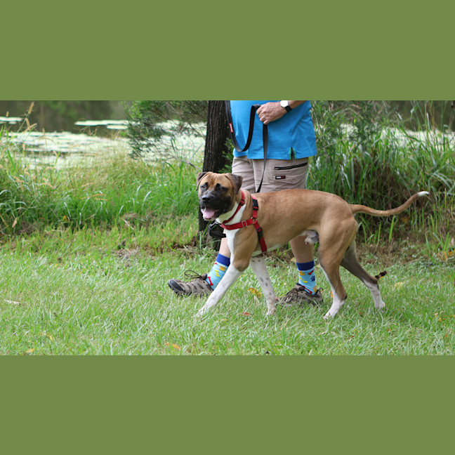 Photo of Boof