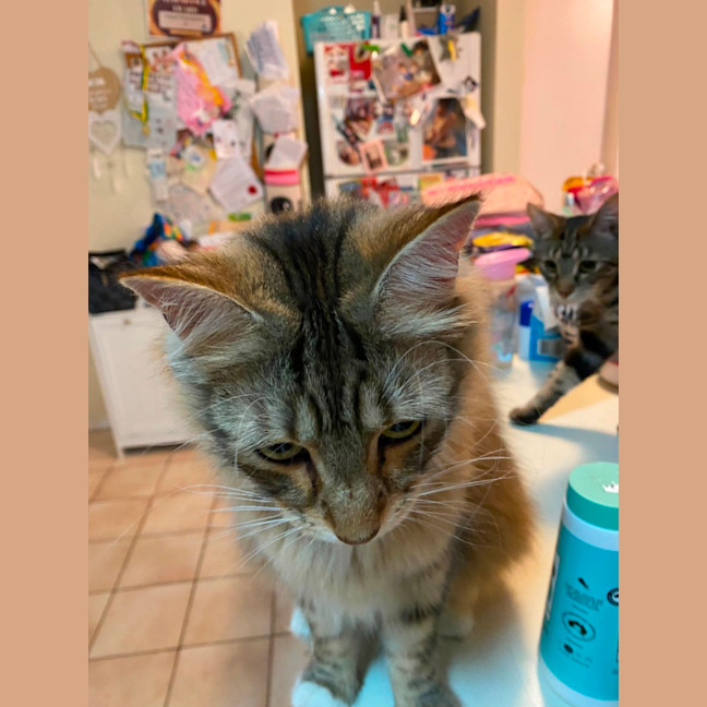 Photo of Luna