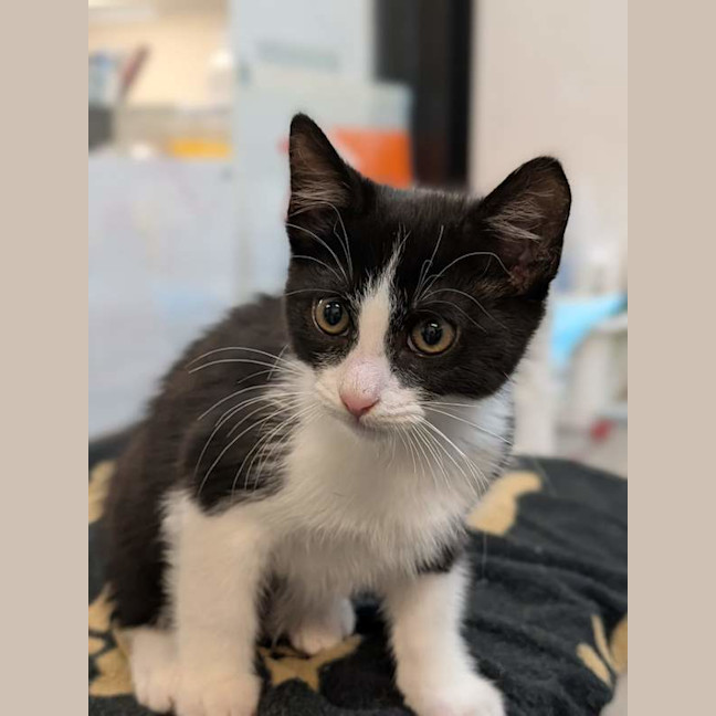Photo of Tommie