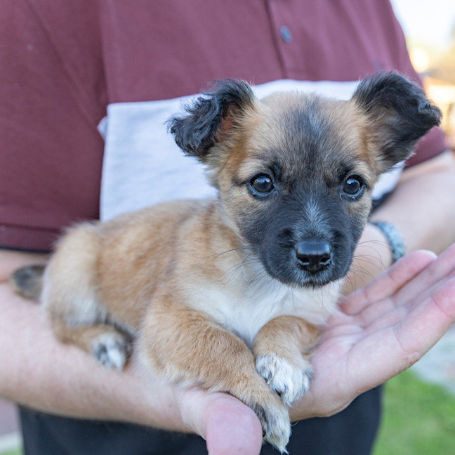 Photo of Mabel
