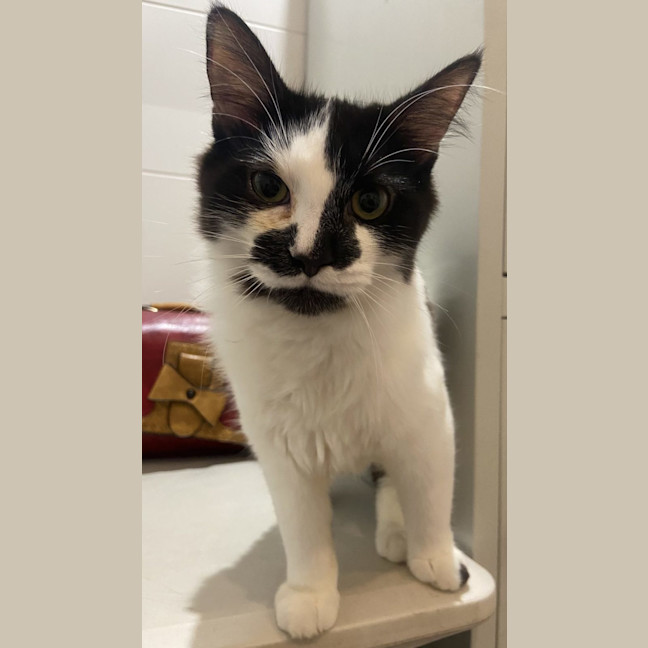 Photo of Rhunarb   Pet Quarters Broadmeadow 