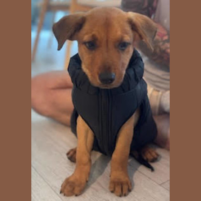 Photo of Rudy   9 Week Old Kelpie X