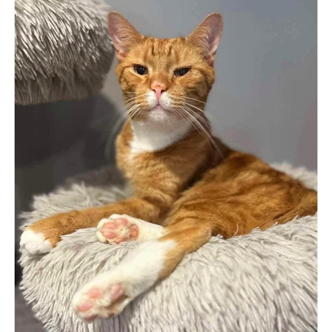 Photo of 3894   Carlisle 