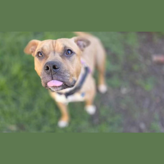 Photo of Gypsie