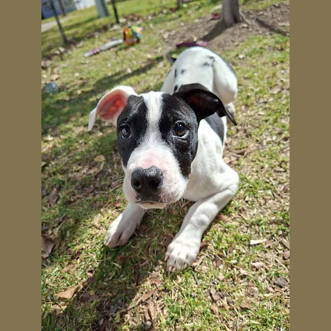 Photo of Banjo