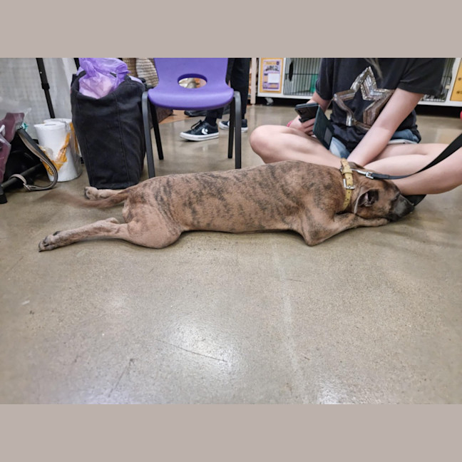 Photo of Honey